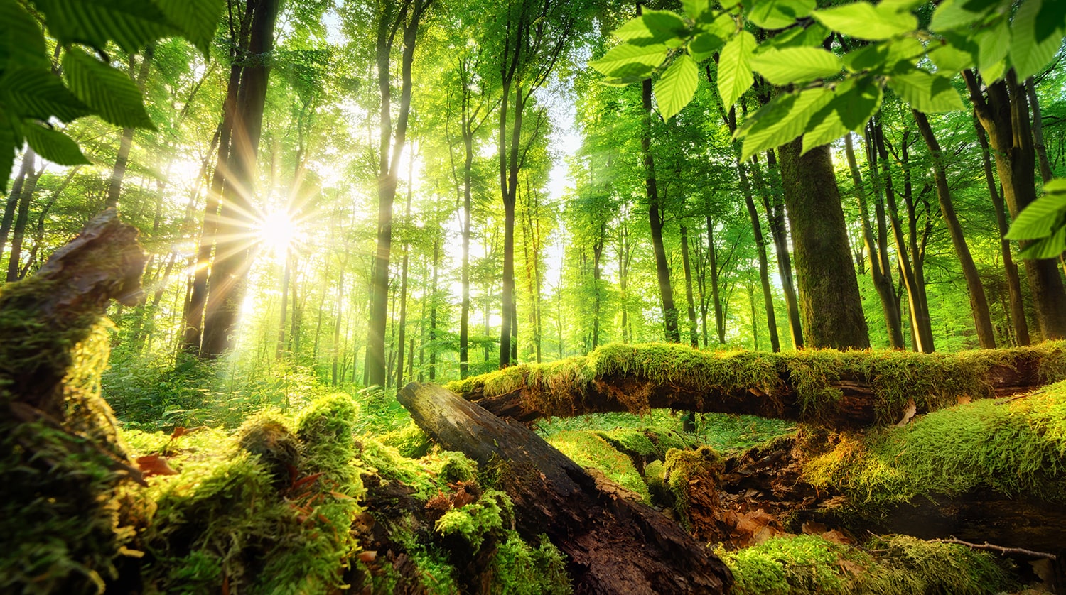 Grüne Waldlandschaft